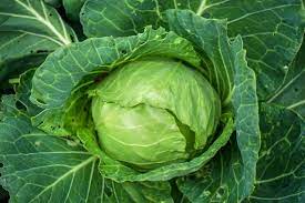 Cabbage (कैबेज)
