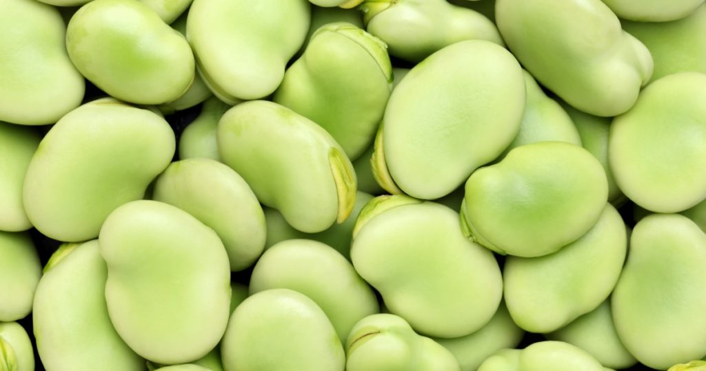 Fava Beans (फवा  बीन्स)