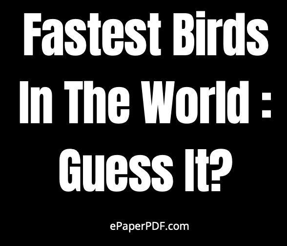 Fastest Birds In The World